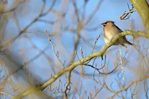 Stool: Bohemian Waxwing