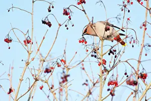 Viburnum: Bohemian Waxwing