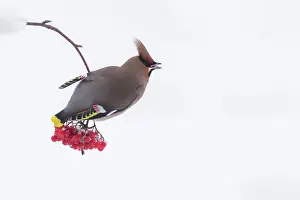 Bombycilla: Bohemian Waxwing