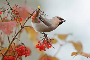 Songird: The Bohemian Waxwing