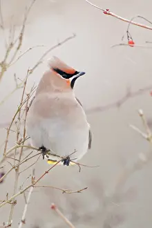 Songird: The Bohemian Waxwing