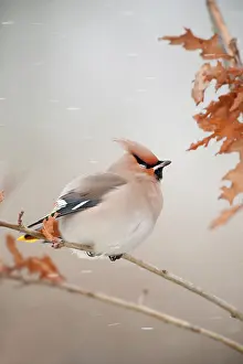 Songird: The Bohemian Waxwing