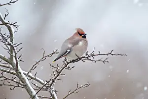 Songird: The Bohemian Waxwing