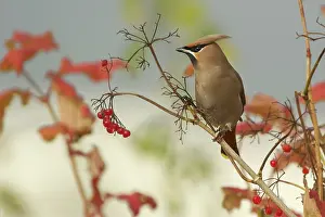Bombycilla: The Bohemian Waxwing