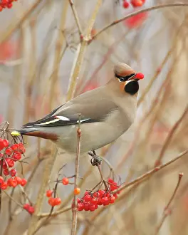 Bombycilla: The Bohemian Waxwing