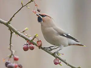 Bombycilla: Bohemian Waxwing