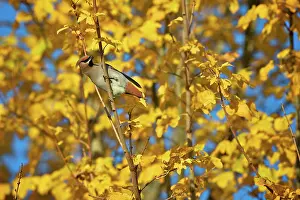 Bombycilla: Bohemian Waxwing