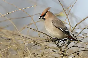 Bombycilla: The Bohemian Waxwing