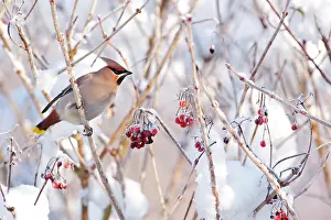 Viburnum: Bohemian Waxwing