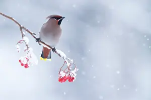 Bombycilla: Bohemian Waxwing