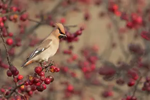 Bombycilla: The Bohemian Waxwing