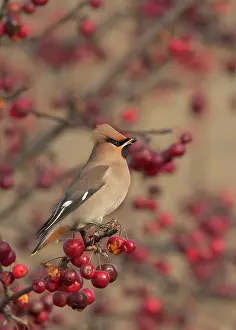 Bombycilla: The Bohemian Waxwing