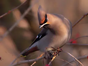 Bombycilla: Bohemian Waxwing