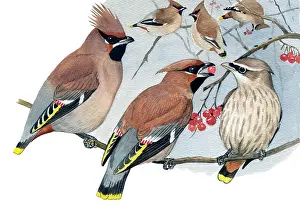 Bombycilla: The Bohemian Waxwing