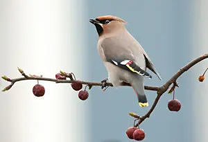 Neighborhood: Bohemian Waxwing