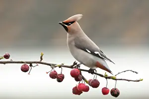 Neighborhood: Bohemian Waxwing