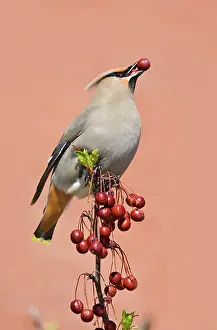 Waxwings: Bohemian Waxwing - with berry in mouth
