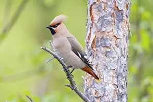 Garrulus: Bohemian waxwing (Bombycilla garrulus), pine branch