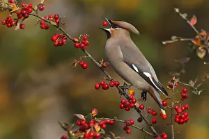 Garrulus: Bohemian Waxwing (Bombycilla garrulus) foraging
