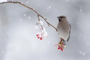 Bombycilla: Bohemian Waxwing (Bombycilla garrulus) male per