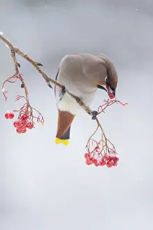 Bombycilla: Bohemian Waxwing (Bombycilla garrulus) male per