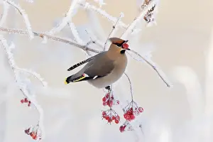 Singly: Bohemian waxwing (Bombycilla garrulus) perched on