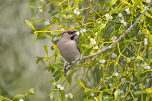 Mistletoe: Bohemian Waxwing (Bombycilla garrulus) perched in