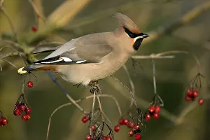 Viburnum: Bohemian Waxwing (Bombycilla garrulus) perched