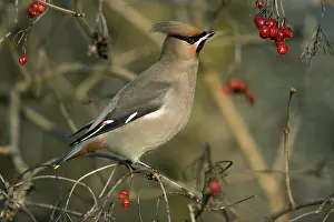 Viburnum: Bohemian Waxwing (Bombycilla garrulus) perched