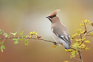 Garrulus: Bohemian Waxwing (Bombycilla garrulus) perched