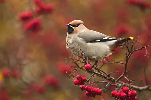Garrulus: Bohemian Waxwing (Bombycilla garrulus) perched