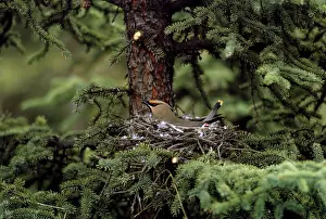 Waxwings: Bohemian Waxwing - European