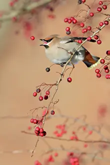 Roy Glen: Bohemian Waxwing - feeding on berry