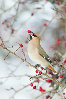 Roy Glen: Bohemian Waxwing - feeding on berry