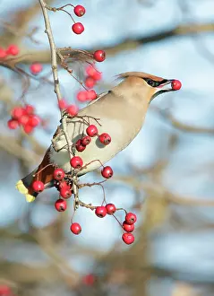 Roy Glen: Bohemian Waxwing - hanging from a Hawthorn twig
