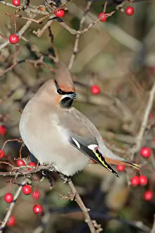 Roy Glen: Bohemian Waxwing - perched in bush amongst berries