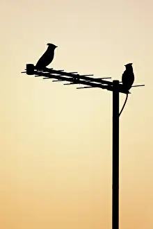 Roy Glen: (Bohemian) Waxwing - silhouette of two birds on