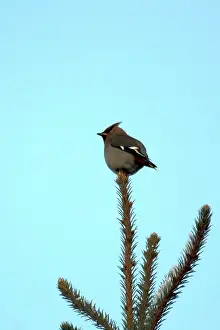 Waxwings: Bohemian Waxwings