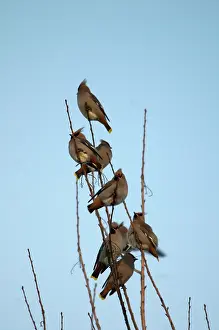 Waxwings: Bohemian Waxwings