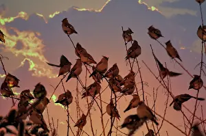 Waxwings: Bohemian Waxwings