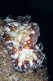 Nudibranches: Bohol Discodoris Nudibranch