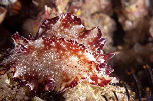 Gill: Bohol Discodoris Nudibranch - during night dive
