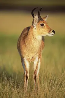Antelopes: Bohor reedbuck