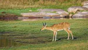 Redunca: Bohor reedbuck in Kruger National park, South Africa