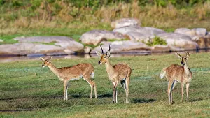 Redunca: Bohor reedbuck in Kruger National park, South Africa