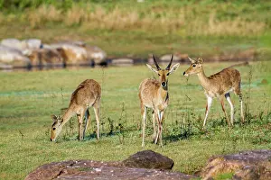 Redunca: Bohor reedbuck in Kruger National park, South Africa