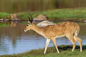Redunca: Bohor reedbuck in Kruger National park, South Africa