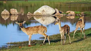 Redunca: Bohor reedbuck in Kruger National park, South Africa