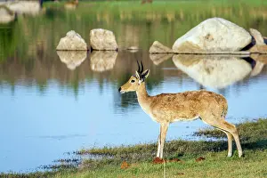 Redunca: Bohor reedbuck in Kruger National park, South Africa