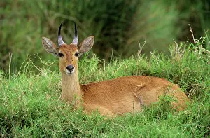 Redunca: Bohor Reedbuck - male